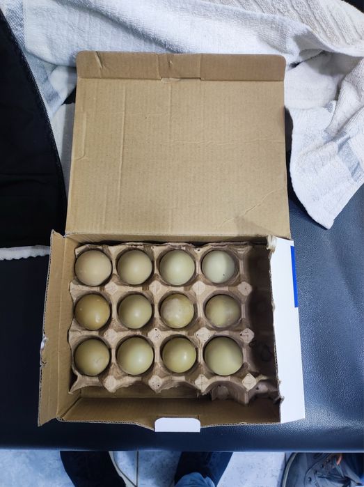 inkubatr xizmati kur tovuq bilan bir xil ochadi ishonchli va juda qula