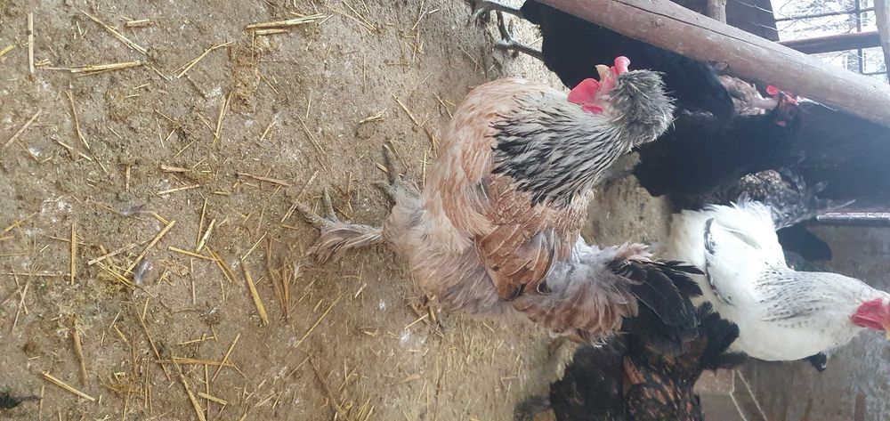 Ouă de găină pentru incubat