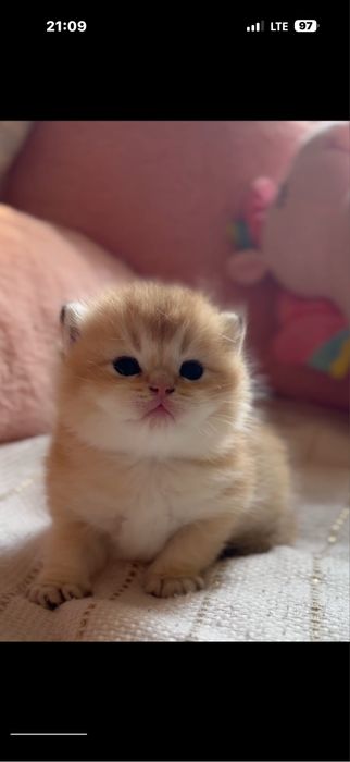 Золотая шиншилла! Чистокровные Британцы.