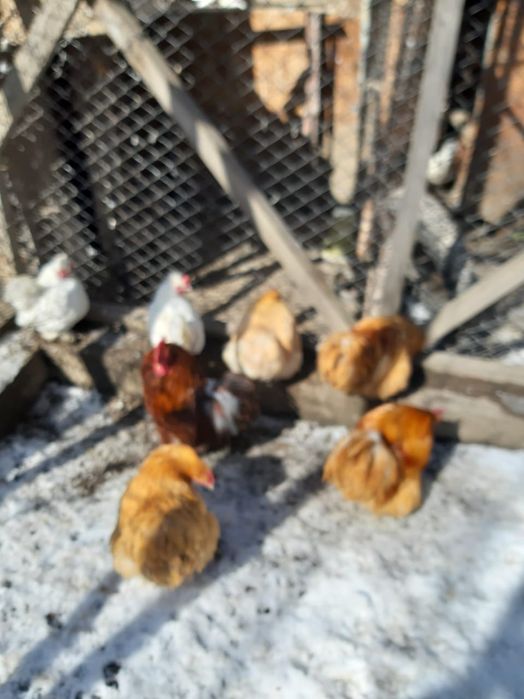 Продам курочек карликов