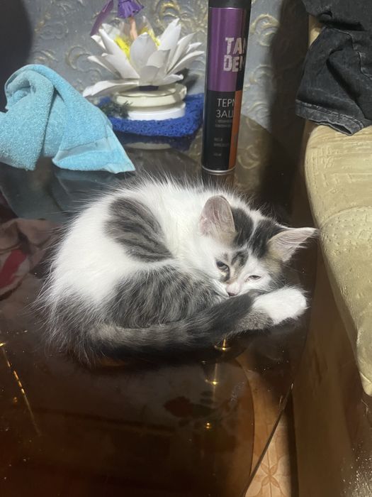 отдам котят, 2 умные красивые кошчечки