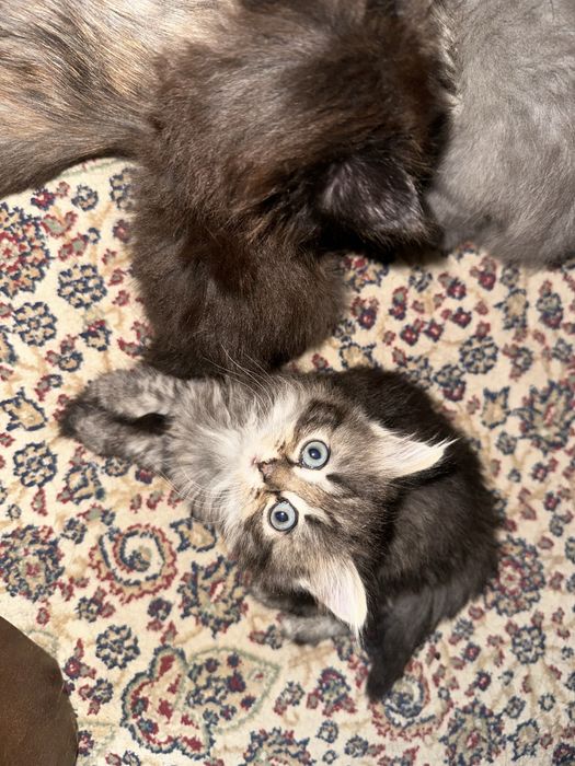 Отдам котят 1.5 месяца