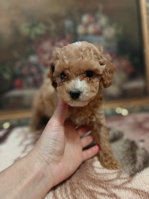 Мальтипу мальчики и девочки