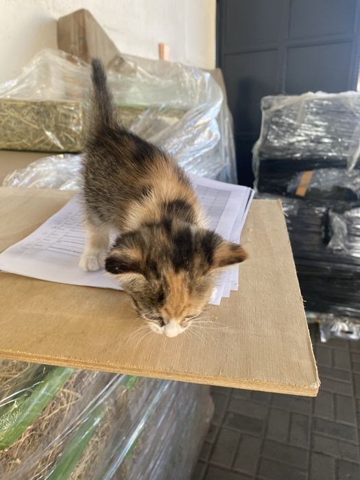Отдам котят в добрые руки