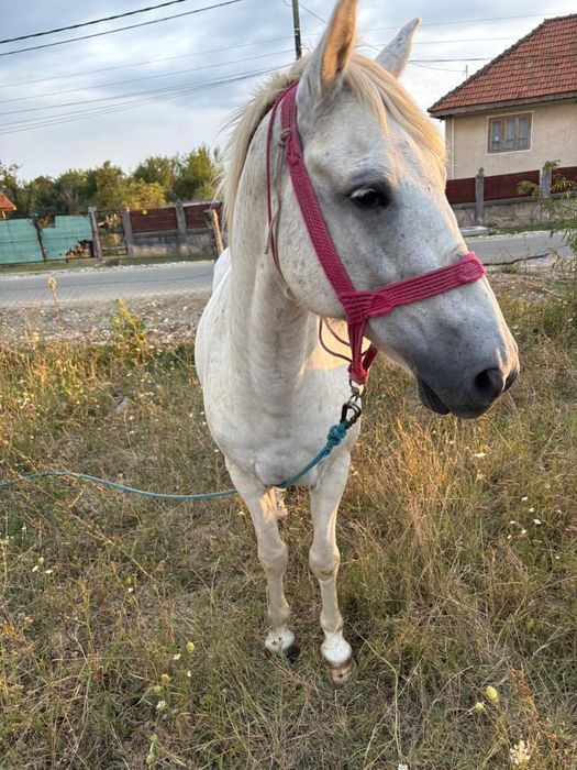 Vând cal, 13ani, nu a fost batut și e foarte cuminte