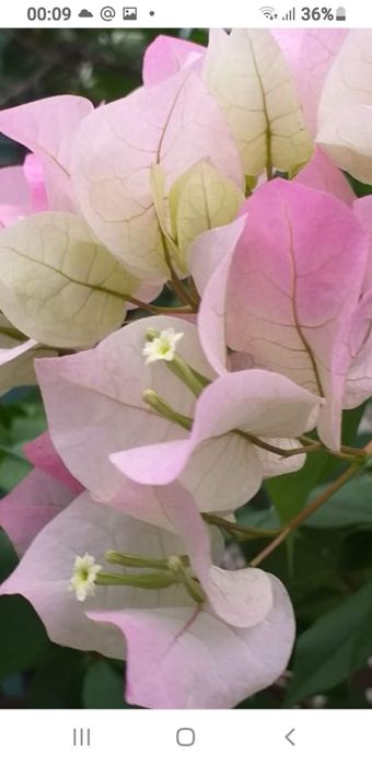 Укорененные черенки, писать на вотсап