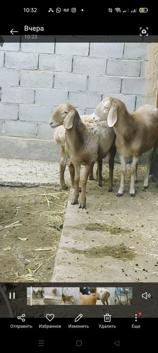 Арашан Байсары порода