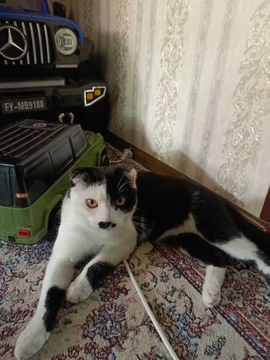 Aqilli mushuk sotiladi zotli