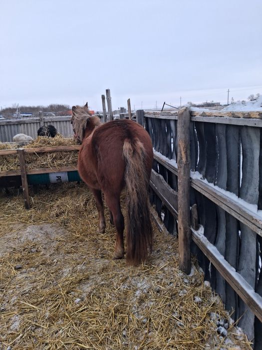 Лошади породистые