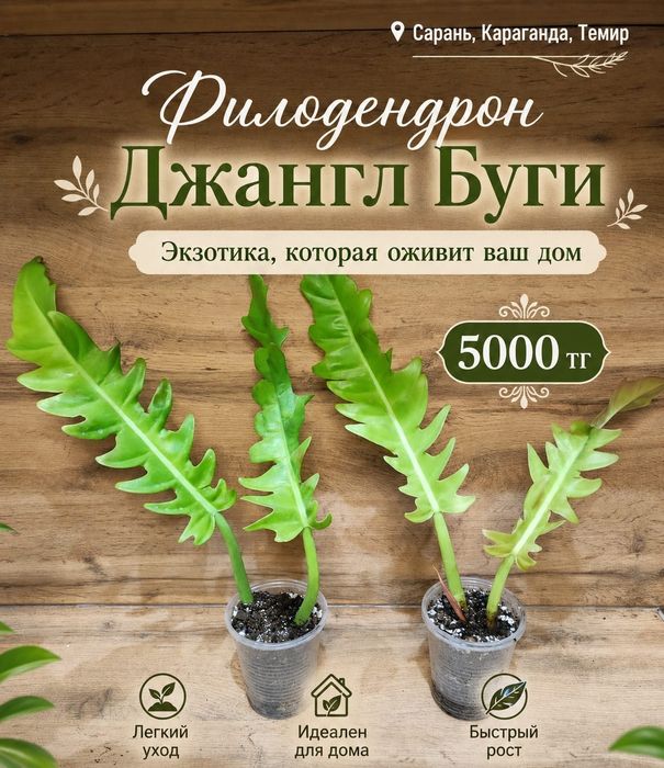 Филодендрон 2 ..