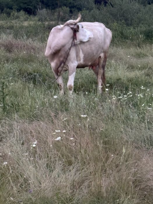 Vaca si vitel (tauras)