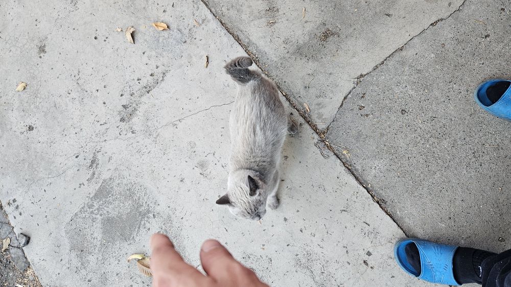 Отдам сиамскую кошку