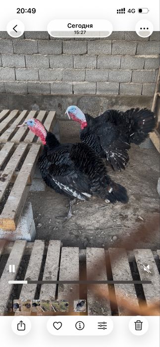 Индюк. Күркетауық