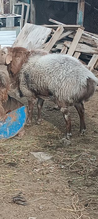 Токты кой Сатам семыз