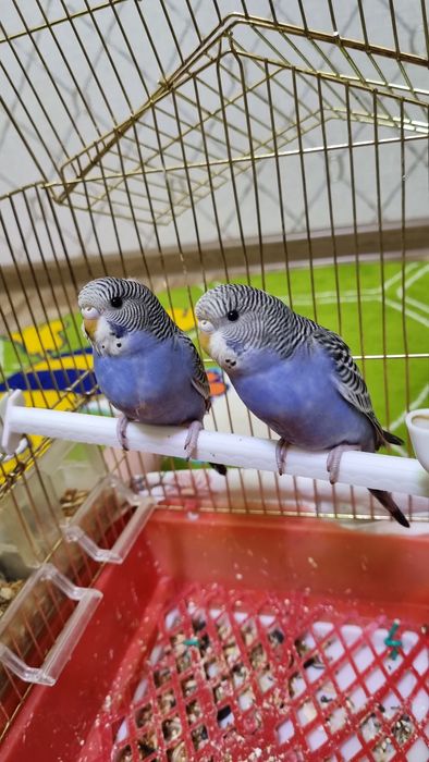 Папугаи волнистые дабрые по природе и любят ласку и внимания