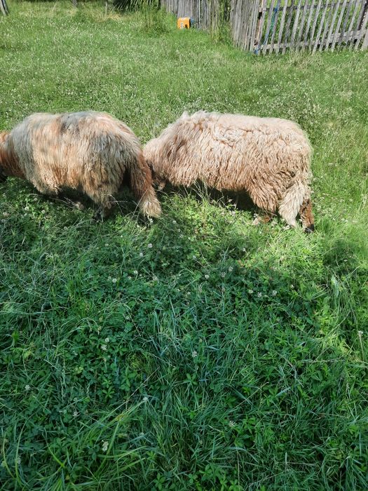 Vand doi miei ,berbeci