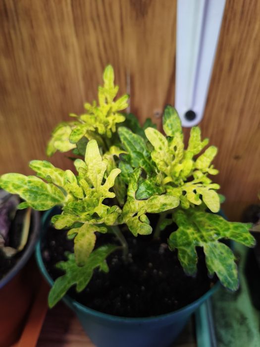 Колеусы в ассортименте