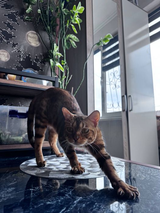 СРОЧНО Продаётся бенгальская кошка девочка