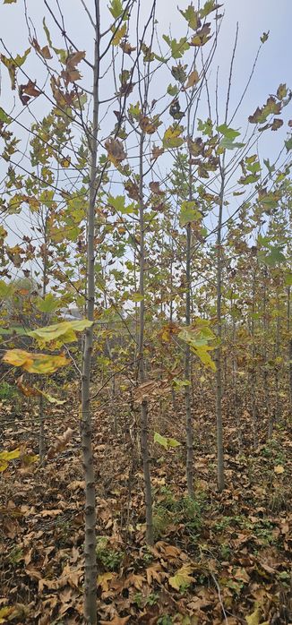 Platan - Mesteacan  - Frasin - Stejar