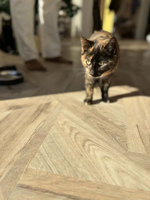 Коте Канела търси дом