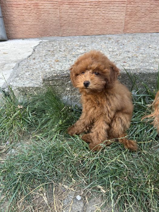 Той и мини пудел