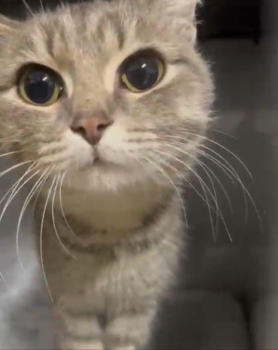 Отдам в добрые руки кошечку