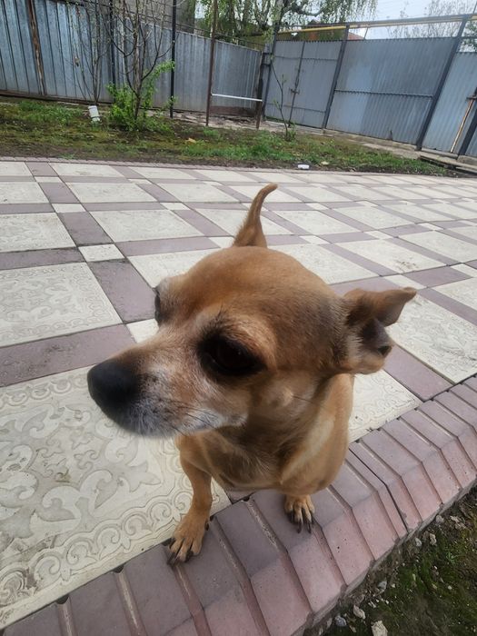 Потерялась собака Жанатурмыс.