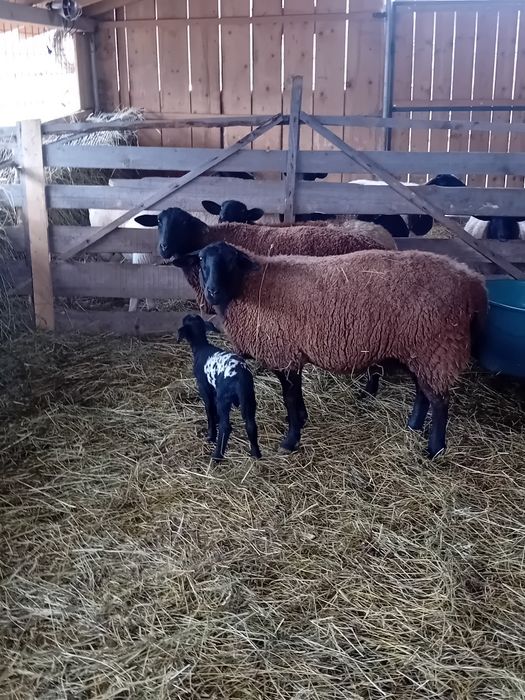 Vând oi jura gestante