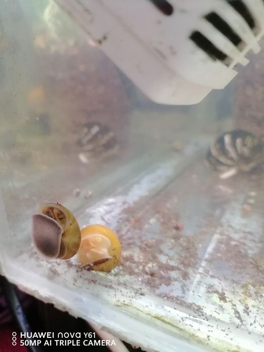 Ампулярии симпотюли