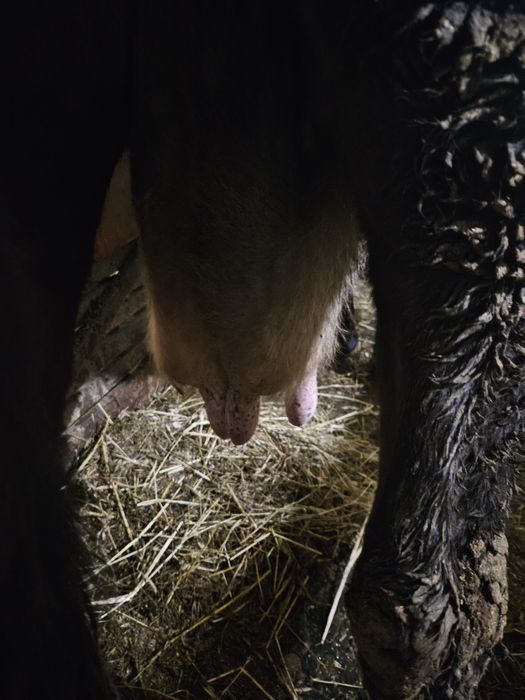 Vaca gestanta cu lapte