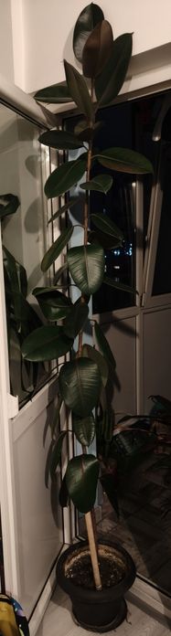 Vand ficusi plante mari