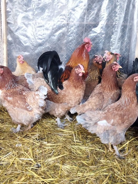 Продам куры домашние