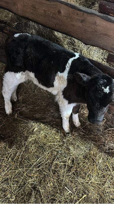 Продам телят …….