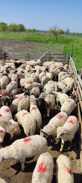 Miei de vanzare 200 bucati