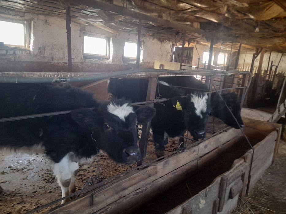 Продаются тёлочки 5 месяцев