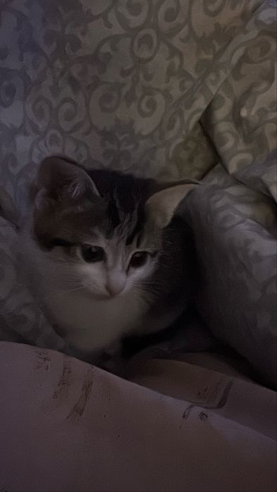 Продаем Котенка 15.000тг