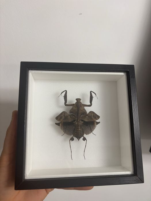 Rare Praying Mantis Butterfly Framed Insect Art Cadou Inedit Fluture Mantis Rama Decor Exotic 70 Euro Praying Mantis Butterfly Framed Art entomologice