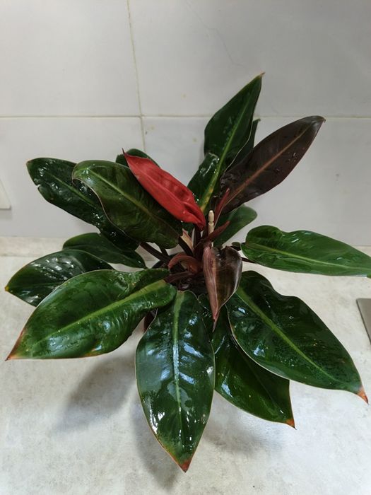 Продаются комнатные растения