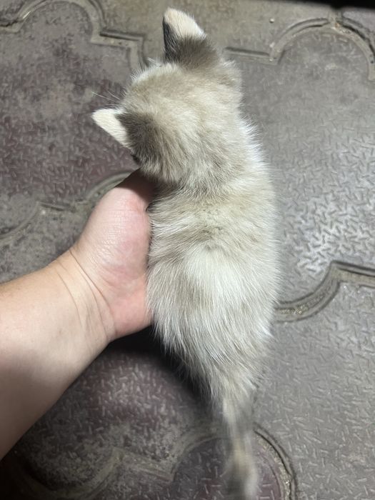 Отдадим котенка девочка