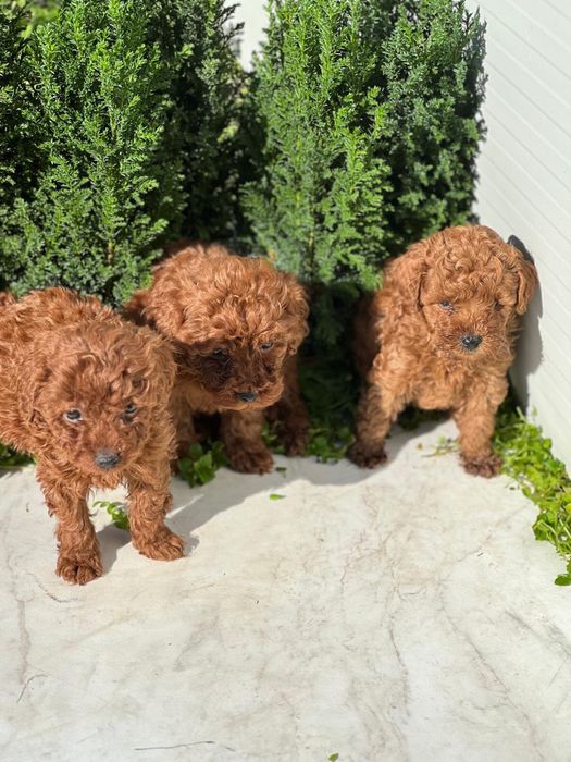 Пудел Той/Poodle Toy