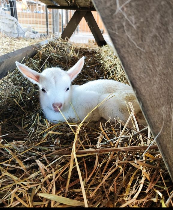 Козлята зааненской породы