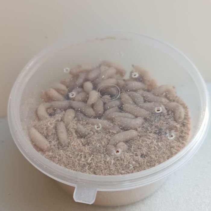 Опарыш местный для рыбалки