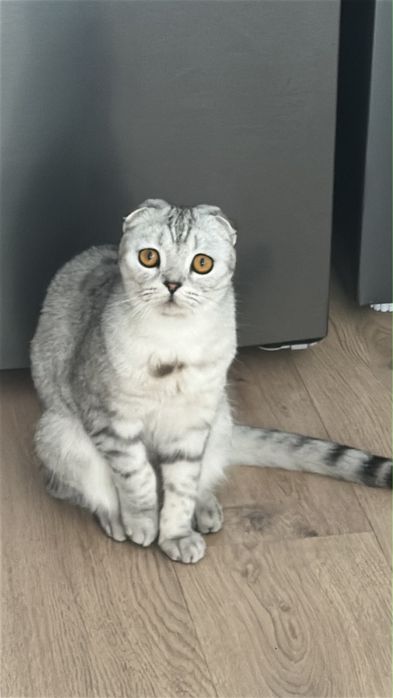 Шатландская вислоухая