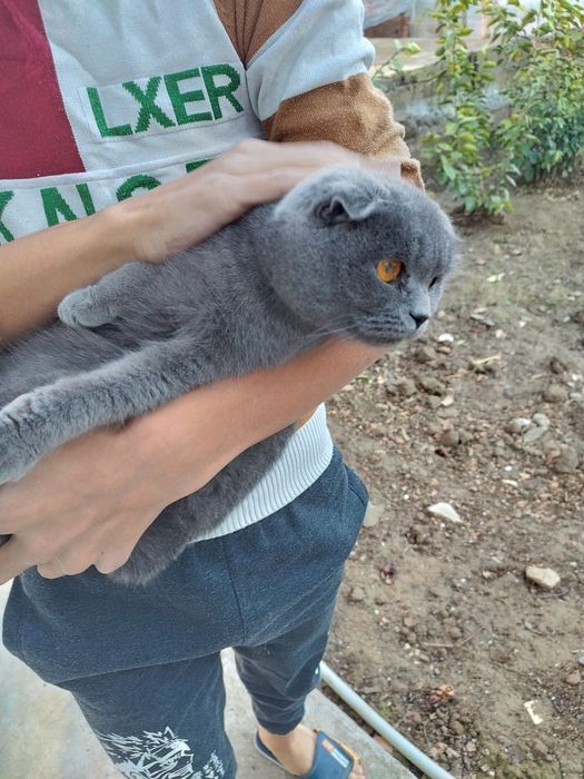 Шотланский скоттиш фолд ва страйт мушуклар сотилади, буйдок хаммаси