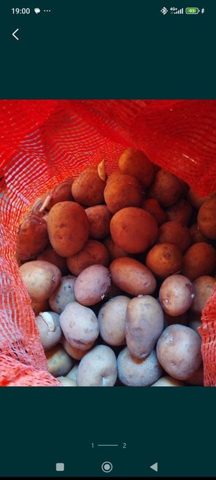 Картофель семенной