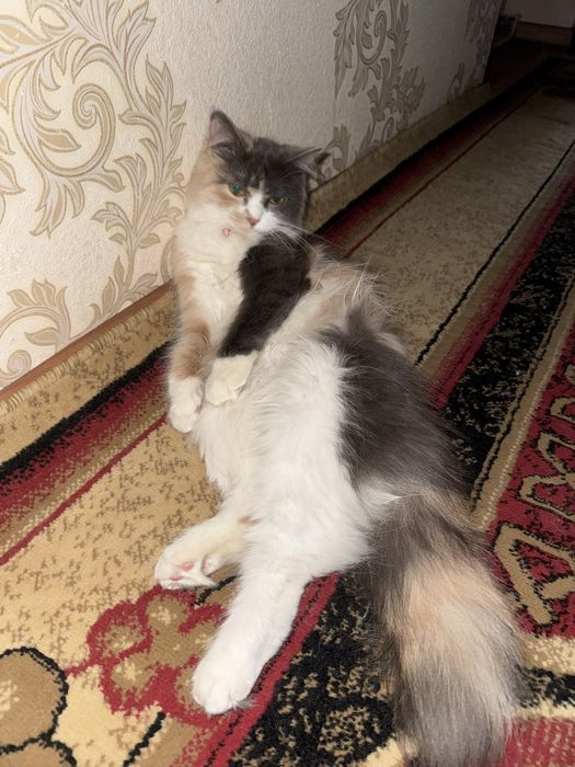 Хайленд страйт сотилади 2 ойлик энди болади