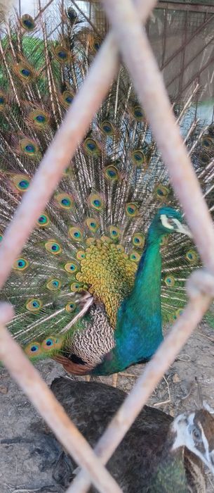 Tovuslar 1ta erkak 3 ta makyoni bor 200$.Makyoni 100$