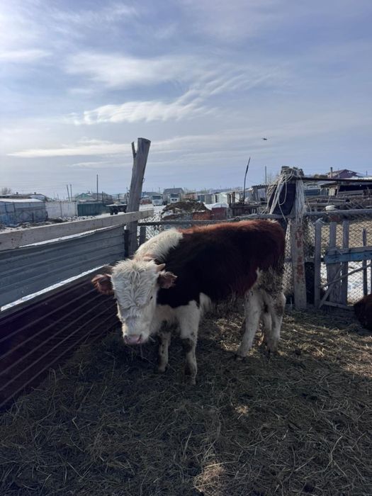 Бұқалар сатылады