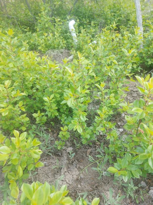 Рассада клубники