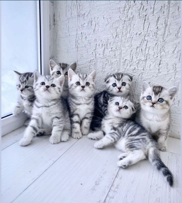 Шотландские котята..!